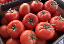 Polskie pomidory w kartonach