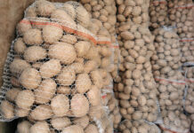 Ceny ziemniaków u hurtowników lecą w dół. Jaka jest cena za worek? [20.09.2023]
