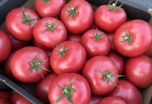 Pomidory w kartonie