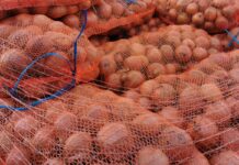Poprawa na rynku cebuli? Aktualne ceny w hurcie [30.10.2023]