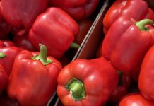 Ceny pomidorów, ogórków, cukinii, fasolki, papryki, sałaty i bakłażanów. Rolnik dostaje mniej niż w 2022 roku
