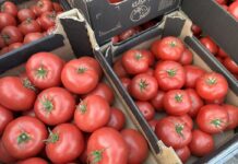 Polskie pomidory w kartonach