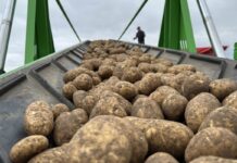 Ziemniaki z Ukrainy zaleją Polskę? Co jeszcze spotka krajowych rolników?