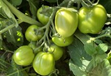 Powierzchnia uprawy pomidorów w Polsce. Ile wynosi w 2023 roku?