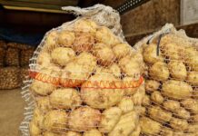 Import ziemniaków z Belgii stanął. Co z krajowym warzywem? [13.11.2023]