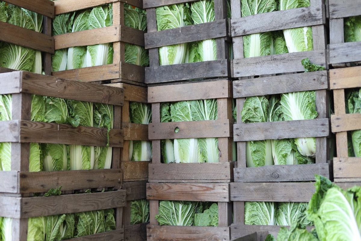Tania kapusta z Ukrainy zalewa rynek. Rolnicy zostali z towarem