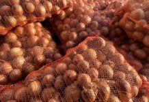 Ilość sprowadzanej cebuli wzrasta. Polska wydała niemal 184 miliony złotych Cebula