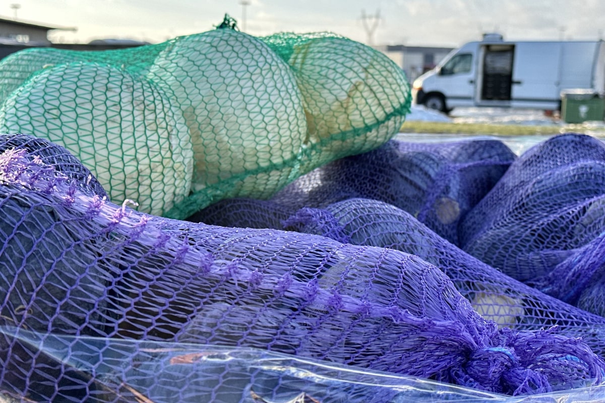 Kapusta w cenowym letargu. Ile kosztuje na Broniszach?