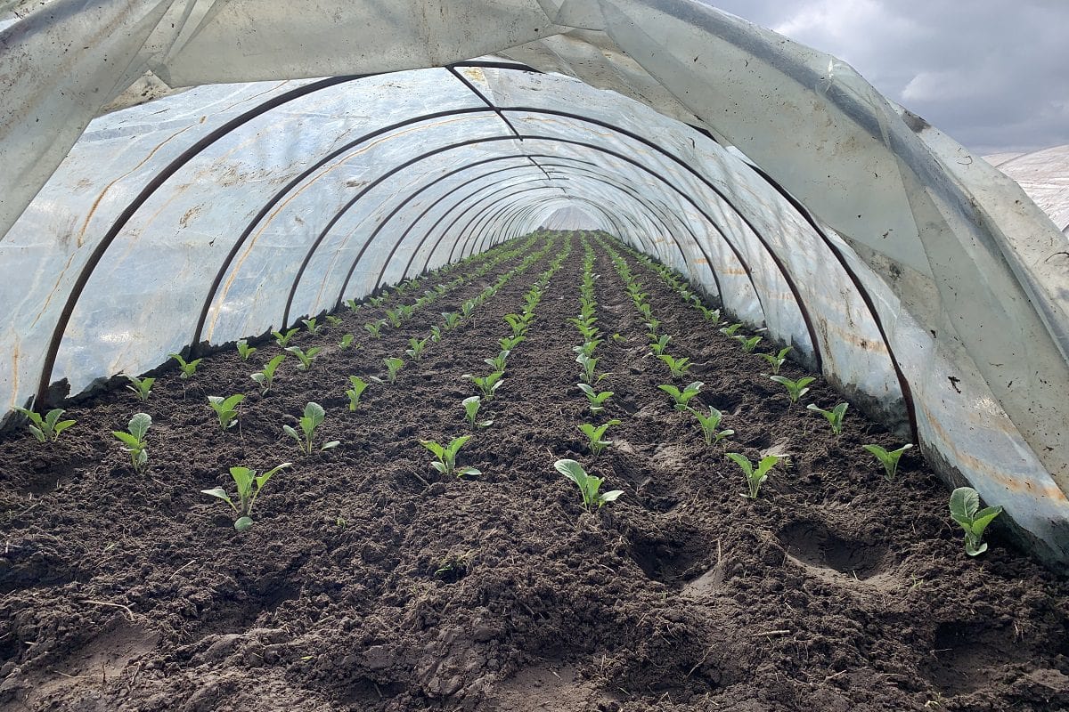 Wichury, deszcz i epizody ze śniegiem. Niepewny przednówek dla rolników i producentów warzyw