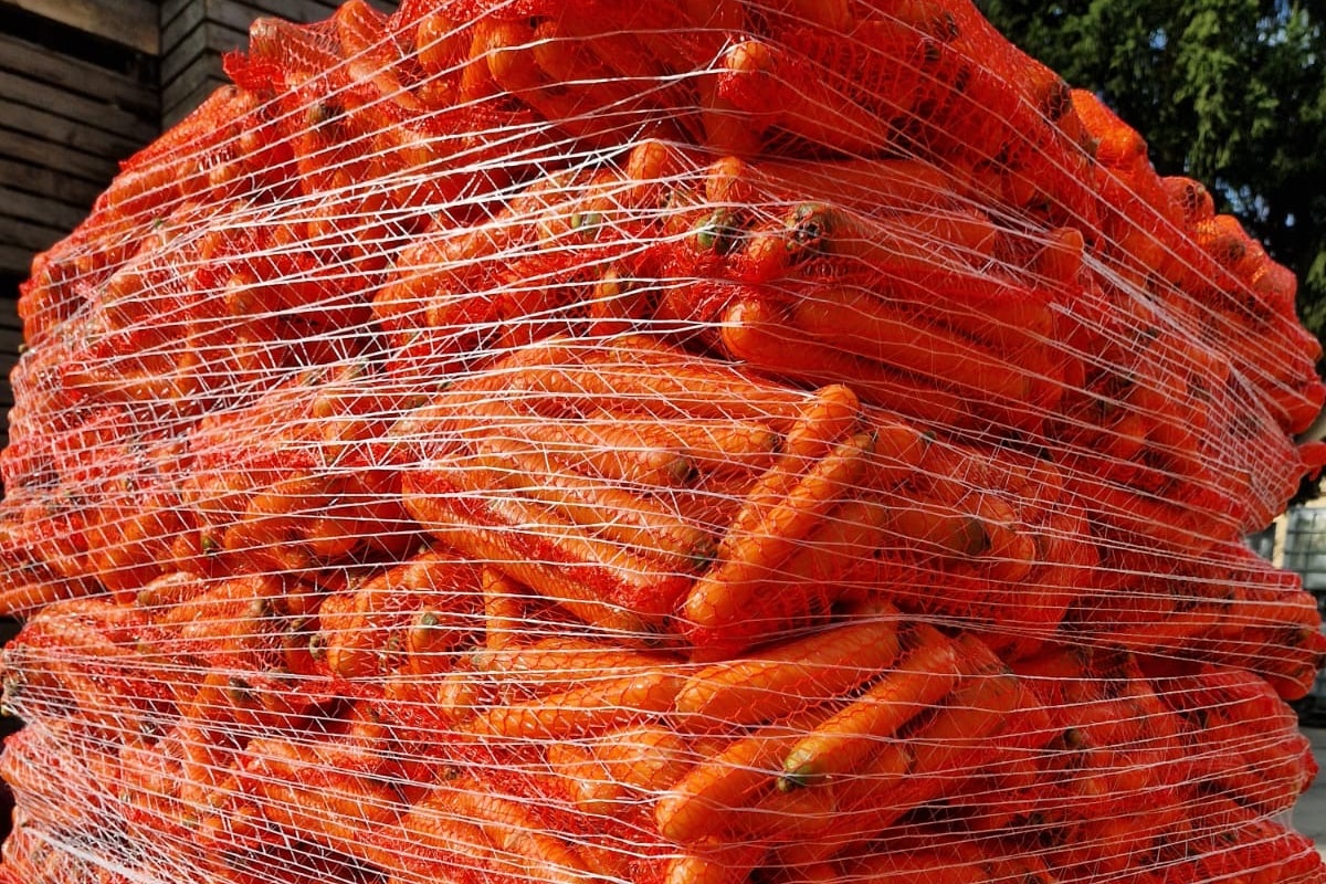 Pierwszy transport holenderskiej marchwi już na Broniszach. Jakie są ceny? [01.12.2025]