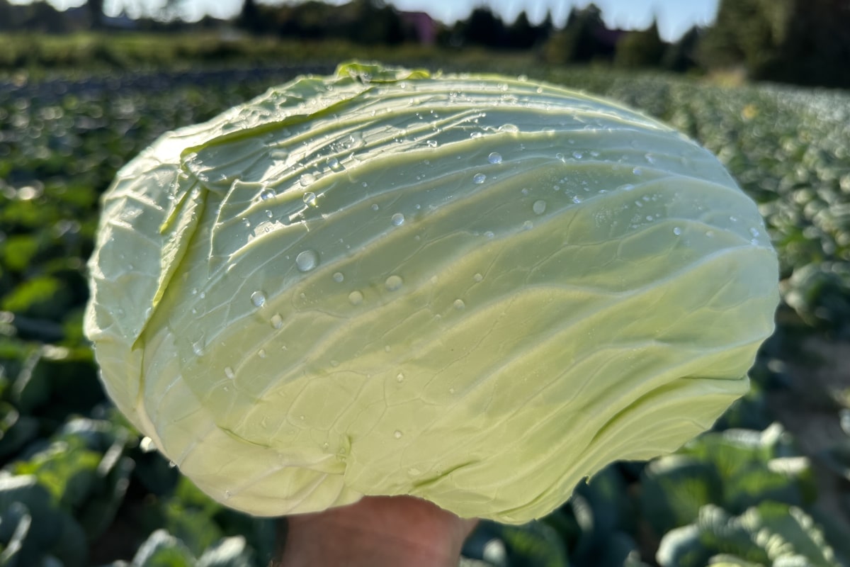 Kalafior, brokuł, kapusta – strategie prowadzenia plantacji w trudnych warunkach. Webinarium [18.12.2025]]