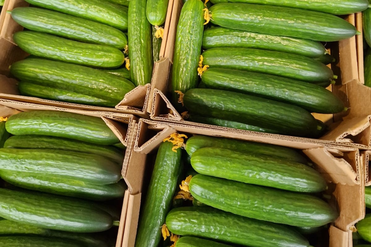 Konkurencja rośnie – na rynku sprowadzane ogórki i rzodkiewka [03.11.2025]