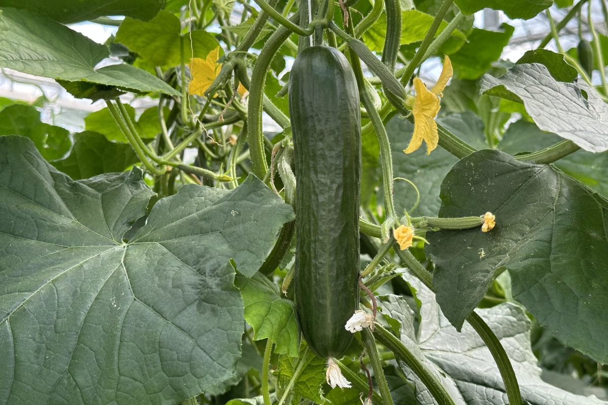 Rekordowy import ogórków do Polski. Rachunek opiewa na 602 miliony złotych