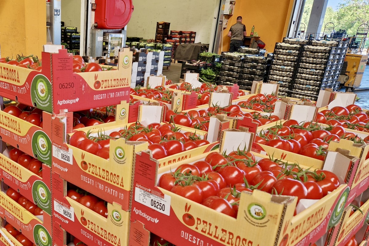 Krok od rekordu – ile ton pomidorów sprowadzono do Polski? Polska wydała 1,4 mld zł