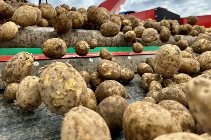 Sortowanie-ziemniaków Sortowanie ziemniaków