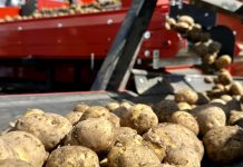 Brak przechowalni i zakładów przetwórczych – czy Ukraina kupi ziemniaki z Polski? Sortowanie ziemniaków po zbiorze