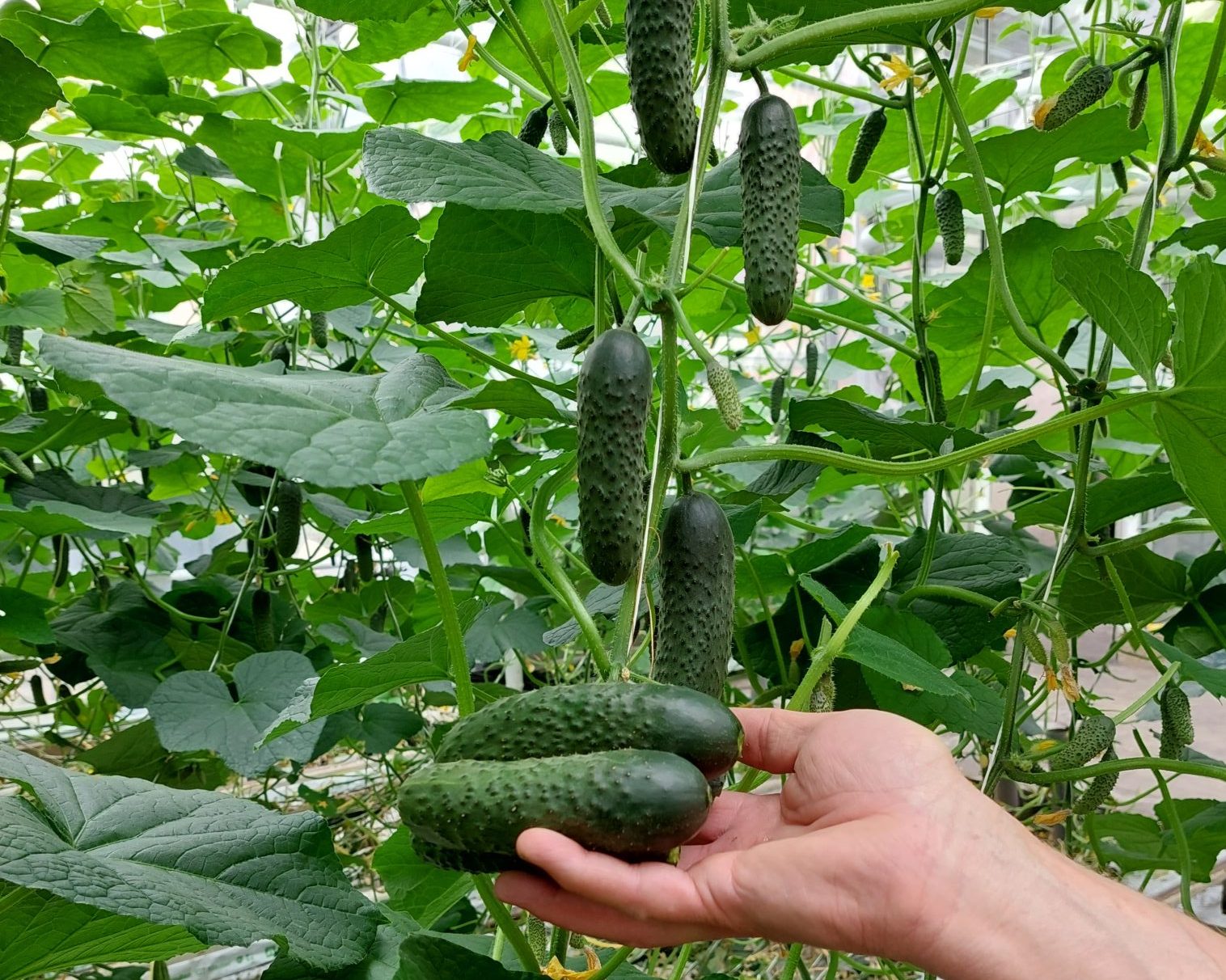 Ukraina w cieniu niedoborów energii – prognozowany wzrost cen warzyw szklarniowych zimą 2025/2026