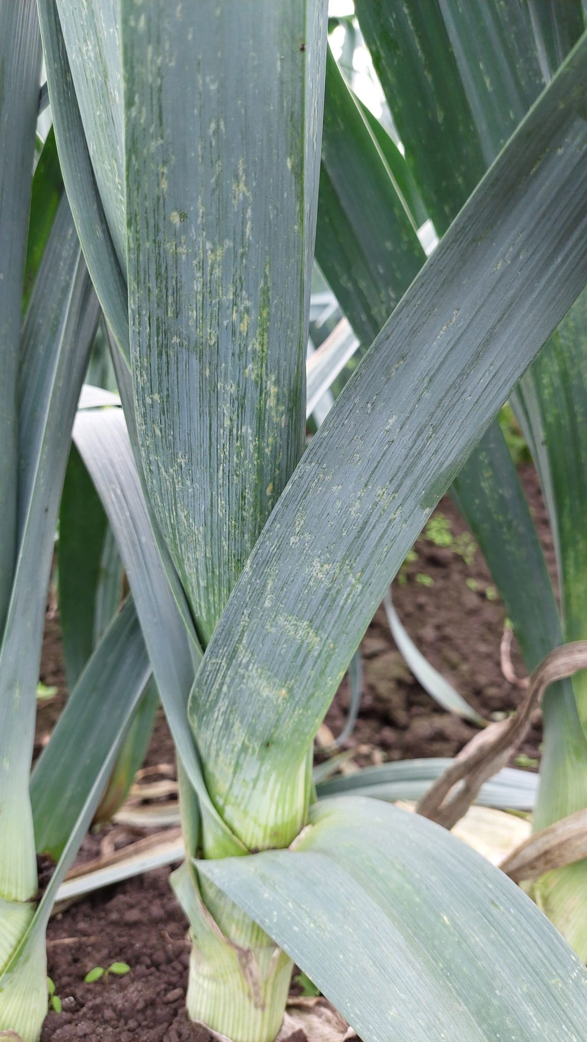 Por(a) prawdy: sezon porowy 2025 pod lupą [VIDEO]