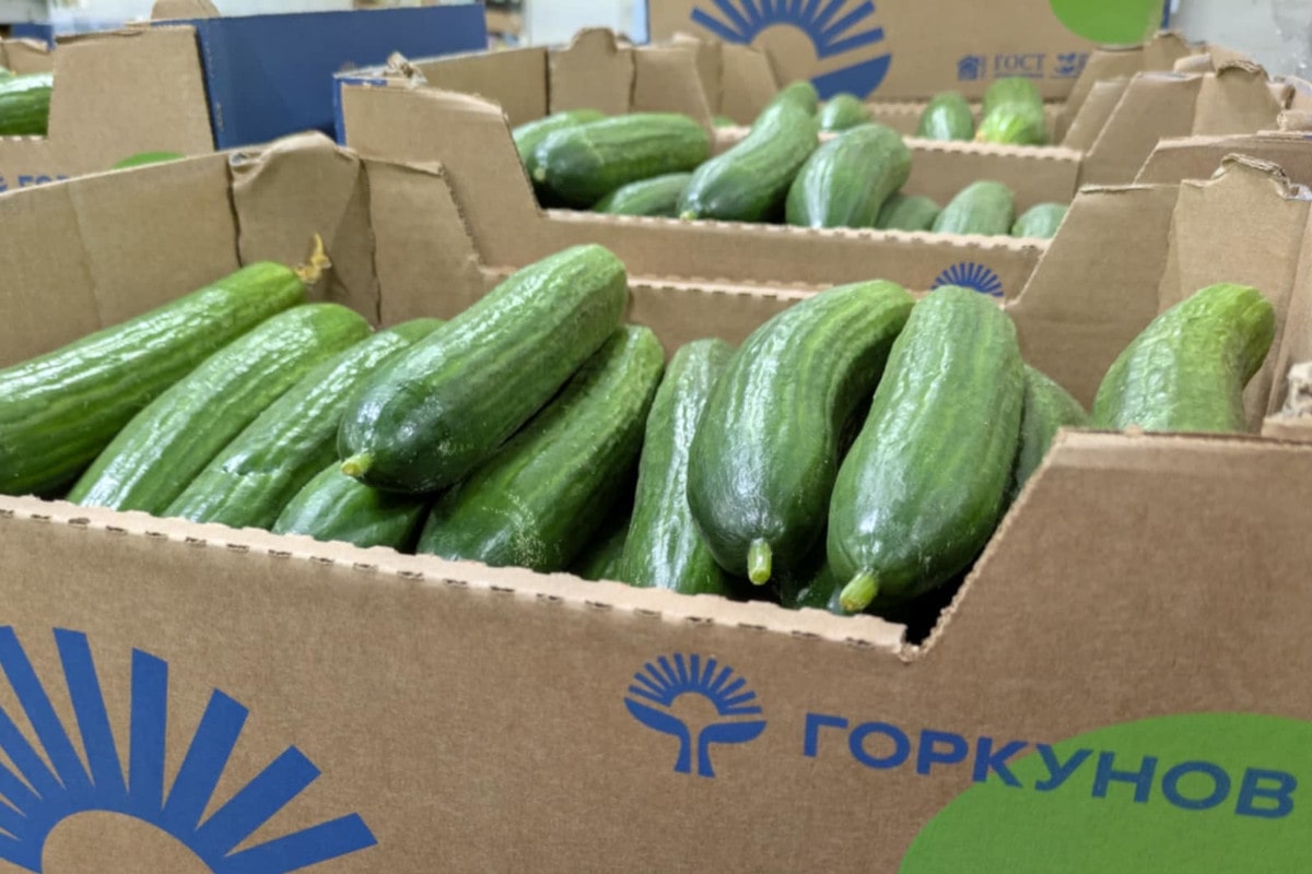 Ogórki z Rosji stale sprzedawane na rynkach hurtowych w Polsce. Ile kosztują?