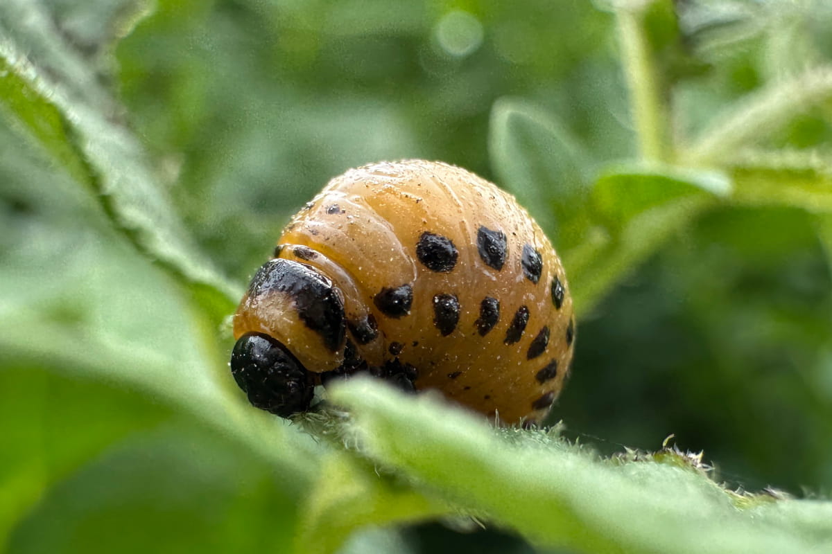 Cypermetryna pod lupą. Lista środków, które mogą zniknąć z rynku