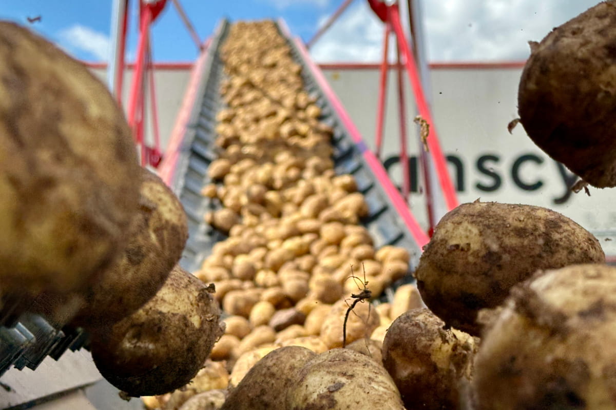 Nowe odmiany ziemniaka 2026. Które dadzą przewagę w gospodarstwie?