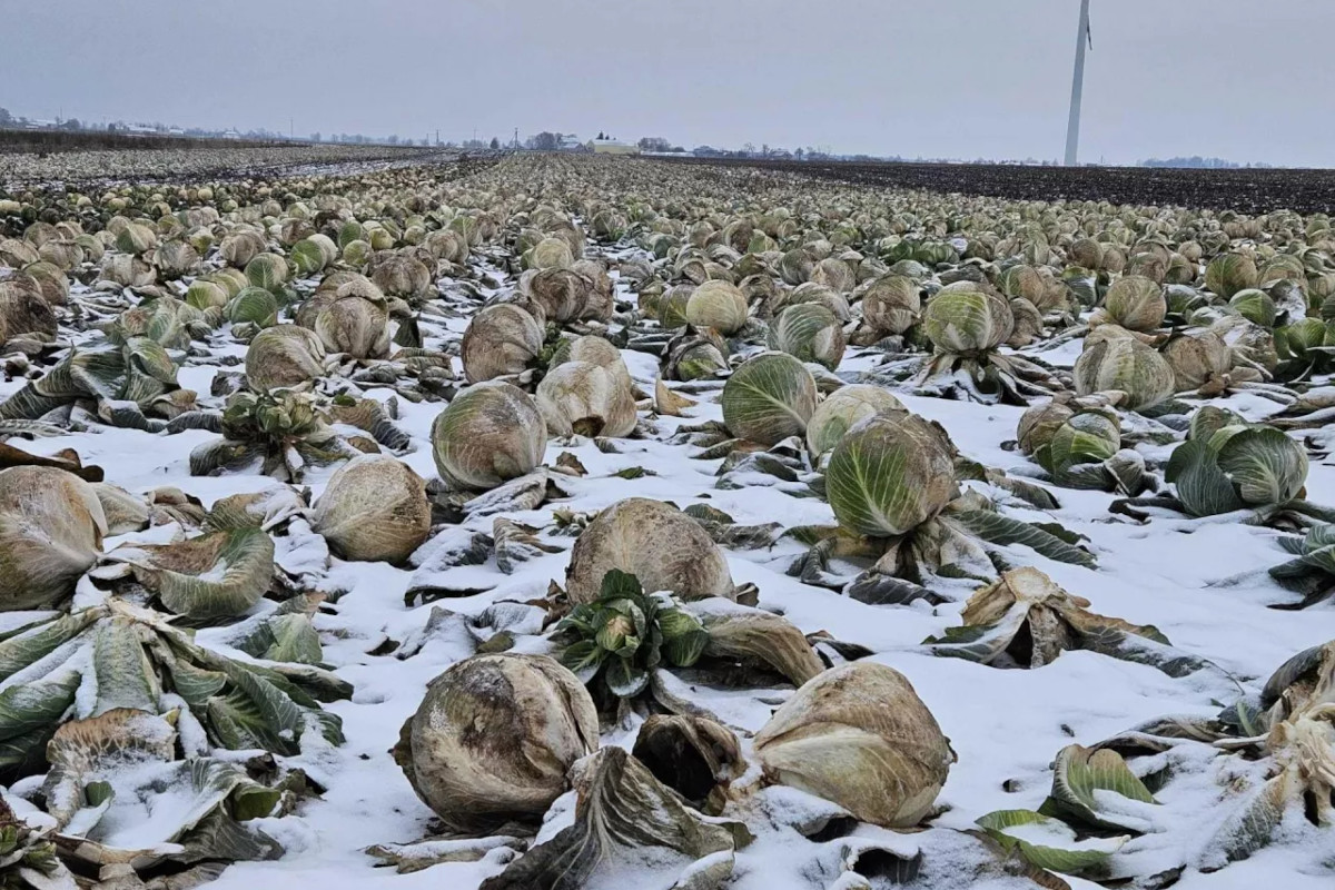 Nie opłaca się zbierać. Warzywa gniją, ceny w sklepach rosną