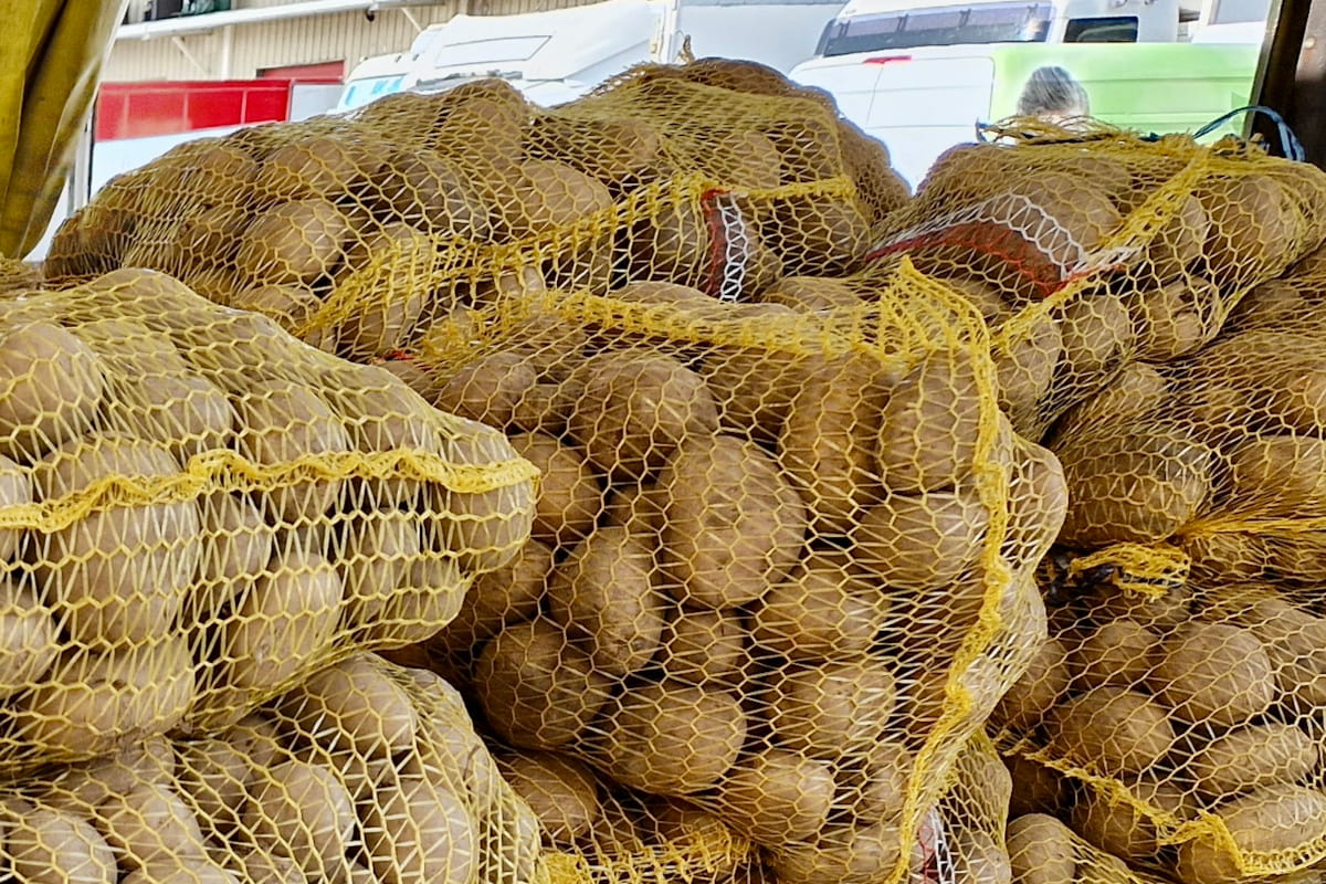 Ziemniaki z Egiptu – ceny w hurcie spadają. Towar zostanie w Polsce do maja [25.02.2026]