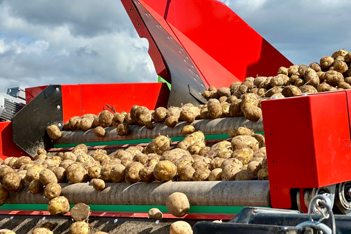 Polska w czołówce, ale traci 16 t/ha. Kto króluje na rynku ziemniaka?