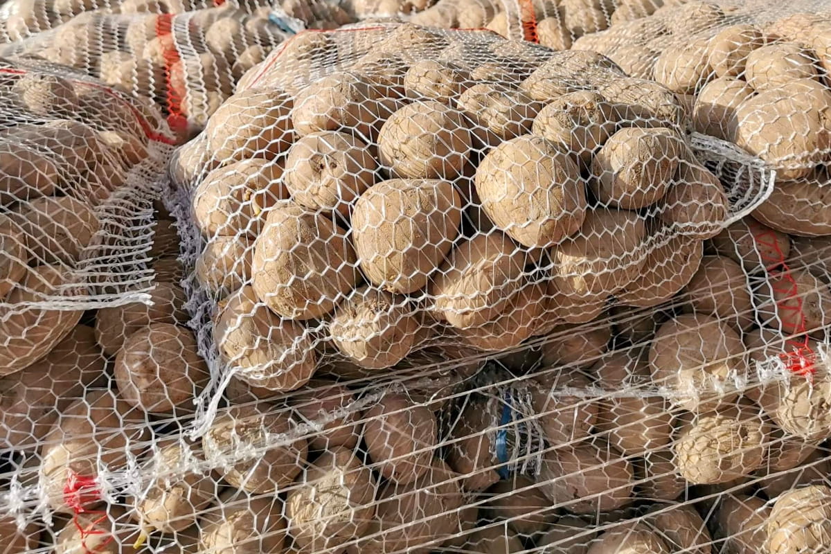 Egipt wjeżdża po 3 zł/kg. Młode ziemniaki zmieniają układ sił na Broniszach [18.02.2026]