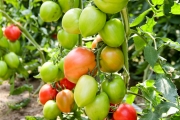 Nowością w ofercie jest odmiana pomidora Jangcy F1 (V440 F1) o malinowych owocach w kształcie śliwki (odmiana do uprawy na 6-8 gron w tunelach foliowych, owoce o masie owoców 160-180 g, odmiana łatwa w uprawie)
