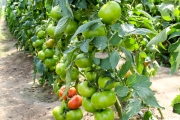 Ze standardowych pomidorów czerwonych prowadzonych na 6-8 gron promowana była odmiana Gonsella F1 (owoc spłaszczony, lekko żebrowany, o masie 180-200 g)